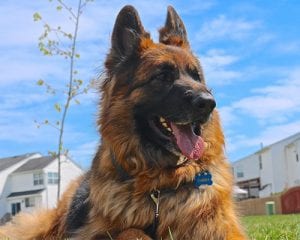 Dog Training In Richmond, VA | Expert Dog Trainers | Off Leash K9 Training