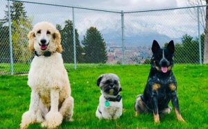 Dog training Albany group of dogs sitting calmly outdoors on grass