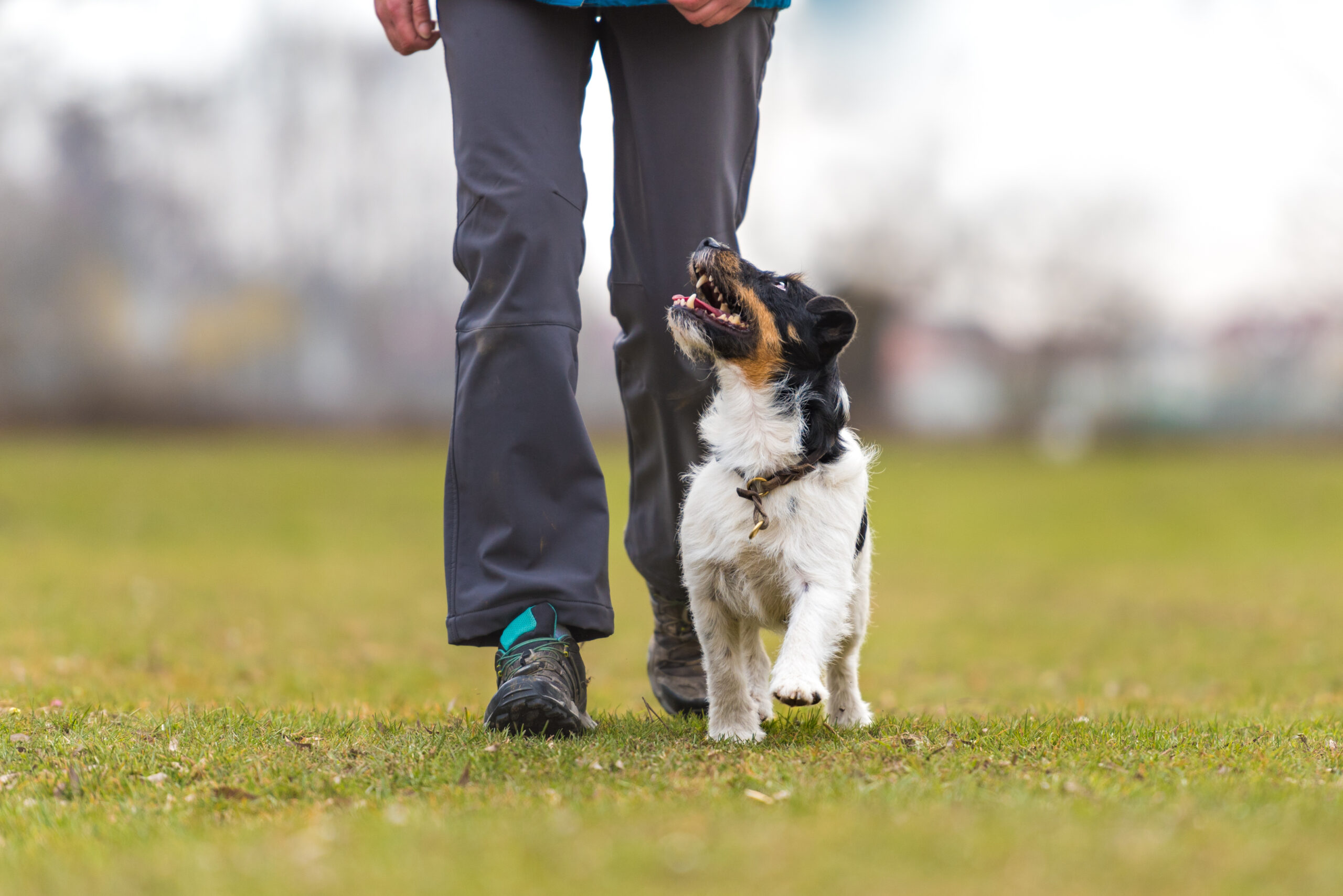 Dog owner training a puppy to walk off-leash