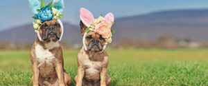 Dog training Albany French bulldogs sitting calmly outdoors in costumes