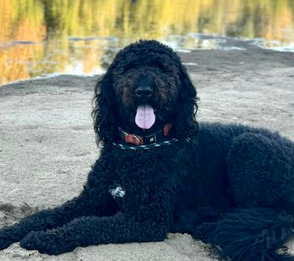 Ayanna Outing Dog Owner