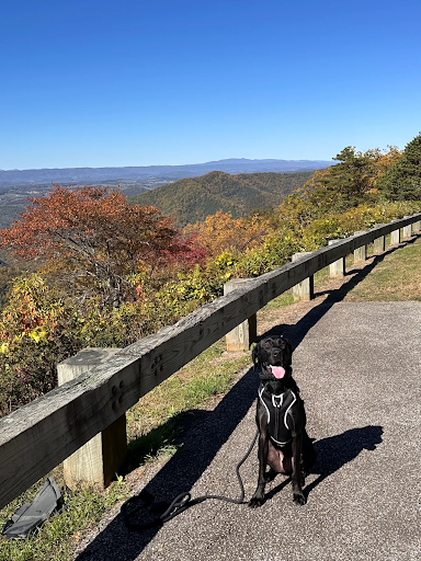 Blitz_Dog_Training_in_Richmond_VA