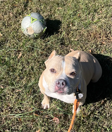 Board_and_Train_Richmond_VA