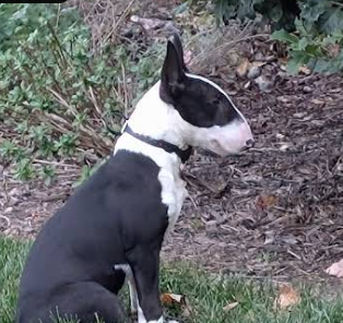 David Santiago_Dog Owner