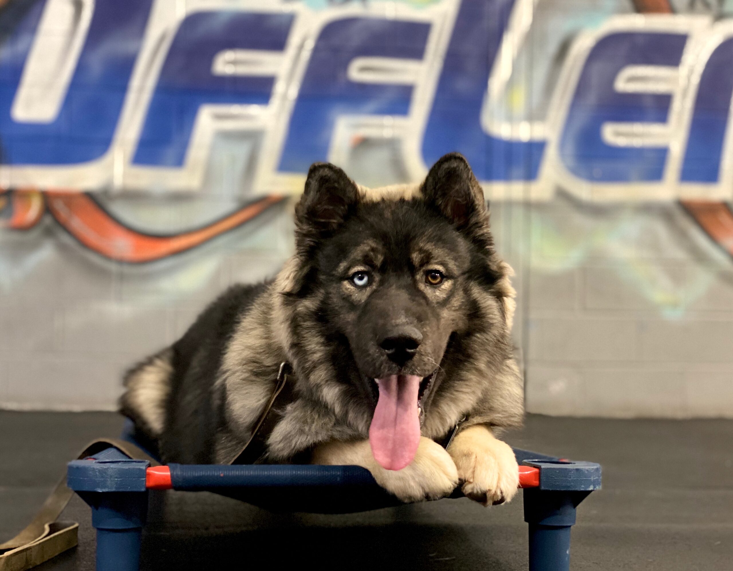 Behavior modifications in dog