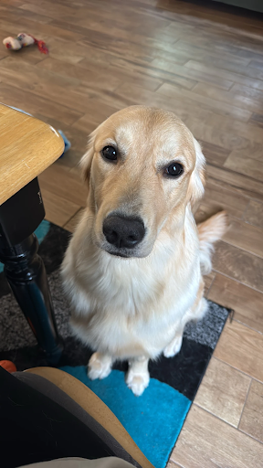 Peaches_the_golden_retriever_in_fredricksburg_va