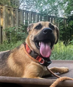 calmly walking on leash after completing professional training in Richmond