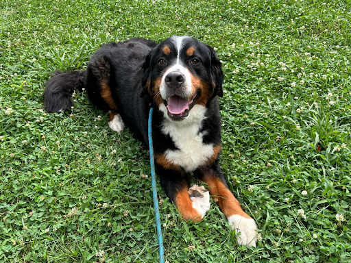 baker_bernese_mountain_dog_in_richmond_va