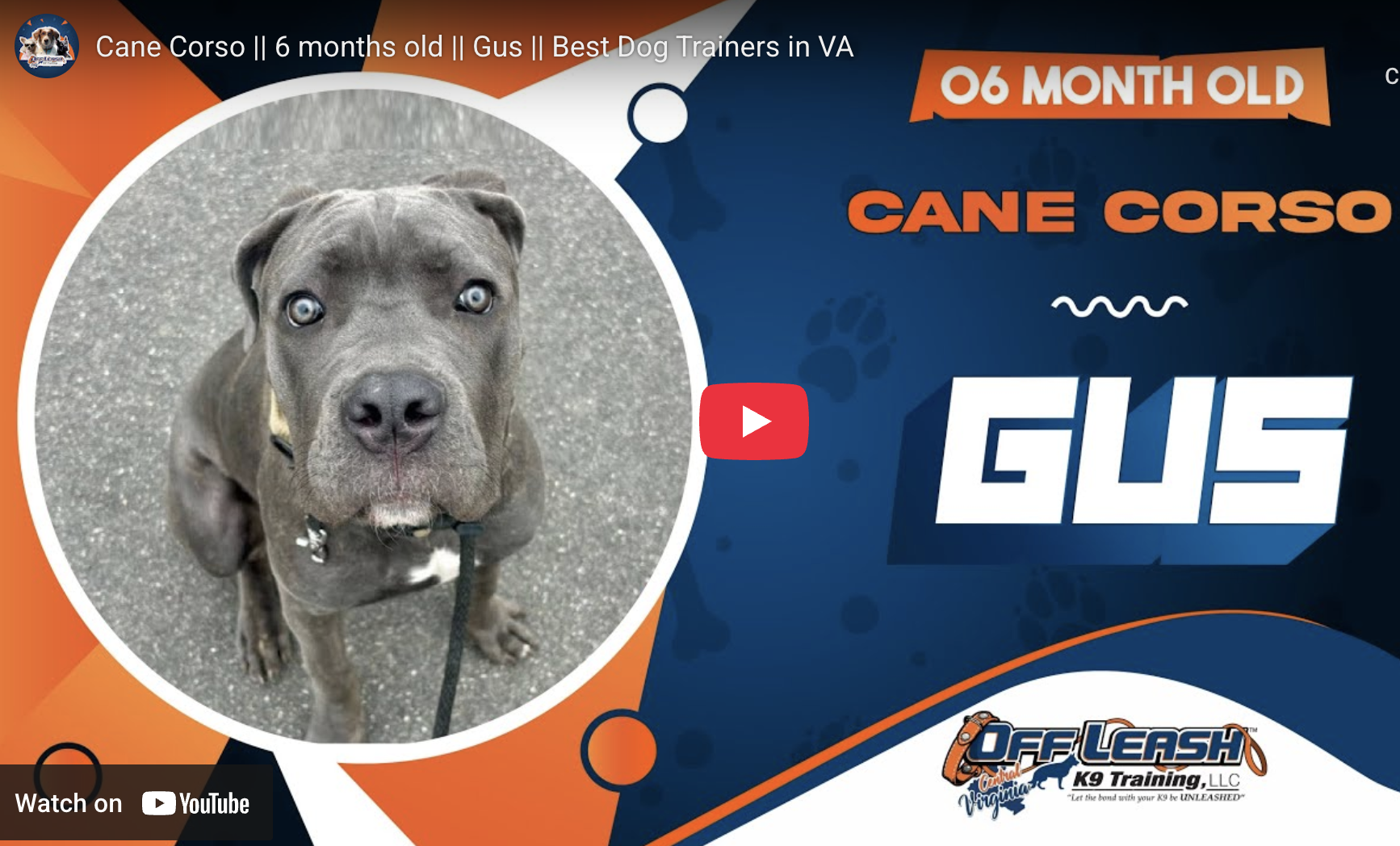 6-month-old Cane Corso Gus practicing reliable recall and obedience training in Richmond, VA.