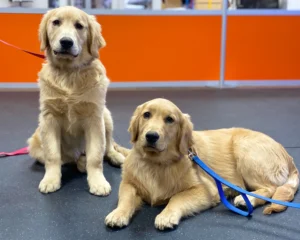 Two Golden Retriever puppies sitting together on leashes indoors