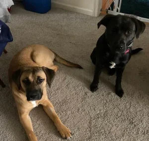 Puppy training session showing focus and obedience during housebreaking practice
