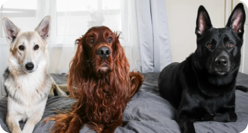 Three dogs of different breeds resting on bed indoors