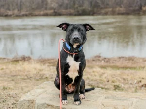 Honey the 11-month-old puppy practicing reliable recall with Ryan in Ashland/Richmond, VA