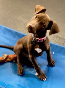 Puppy practicing focus during early obedience and housebreaking training