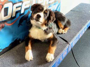 Dog obedience training session with attentive dog holding place command