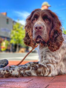 Dog calmly lying in public during reactive dog training in busy environment