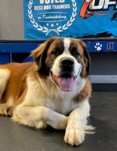 Puppy training success with large dog calmly resting after obedience session