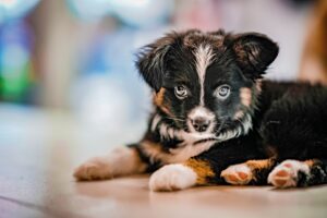 Puppy learning calm behavior during early housebreaking and training session
