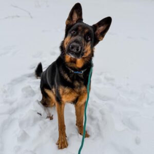 German shepherd in snow for dog recall training
