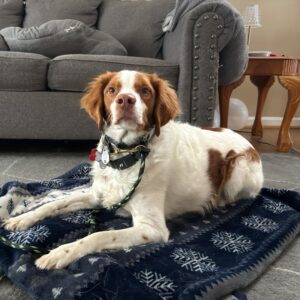 Dog resting indoors after dog recall training