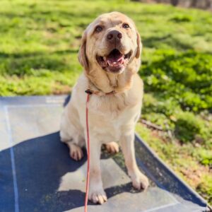 Labrador sitting outside for dog recall training