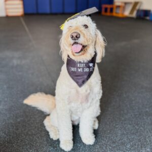 Dog graduate for board and train vs private lessons