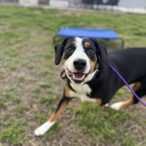 Dog by training cot for board and train vs private lessons