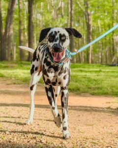 Dalmatian dog pulling on leash in wooded trail