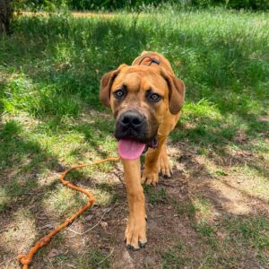 Dog pulling on leash during outdoor training