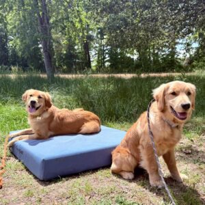 Golden retrievers training for dog pulling on leash