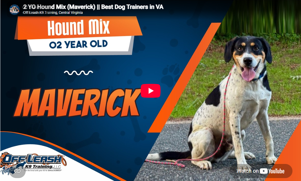 Maverick the hound improved behavior, manners, and responsiveness with Brena in Richmond, VA.