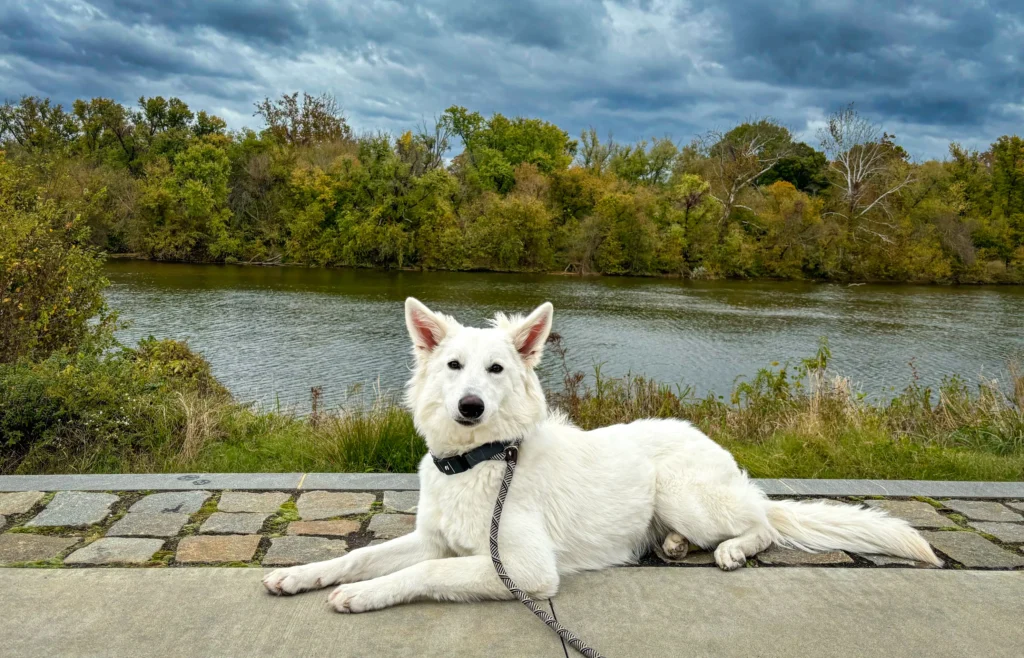 Daisy practicing confidence in public in Richmond, VA