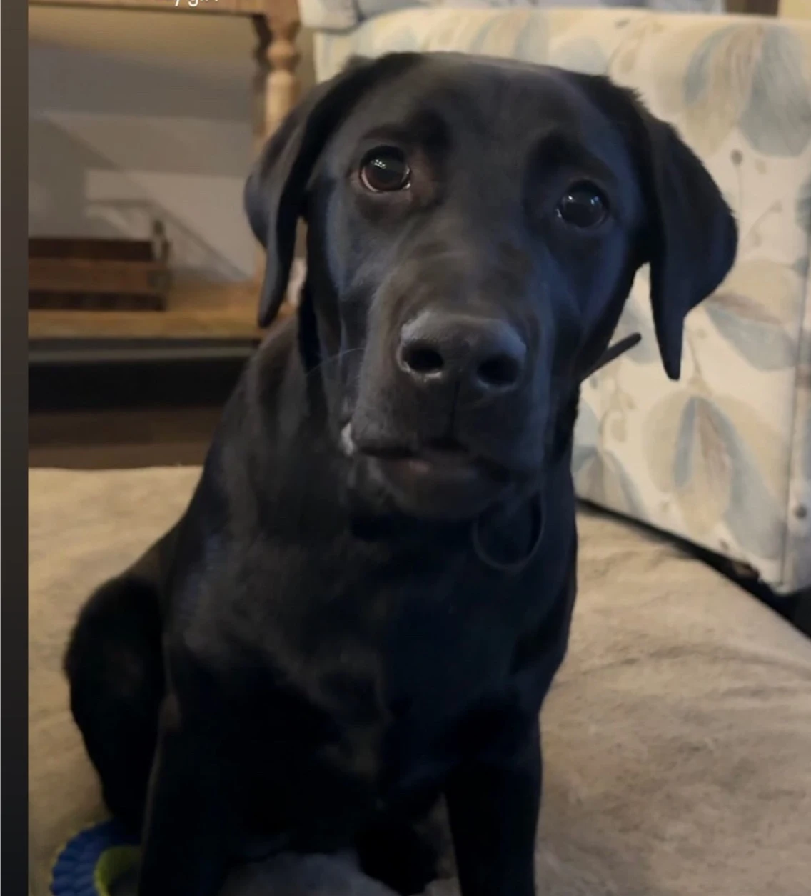 Maisie the Labrador practicing puppy obedience in Richmond, VA