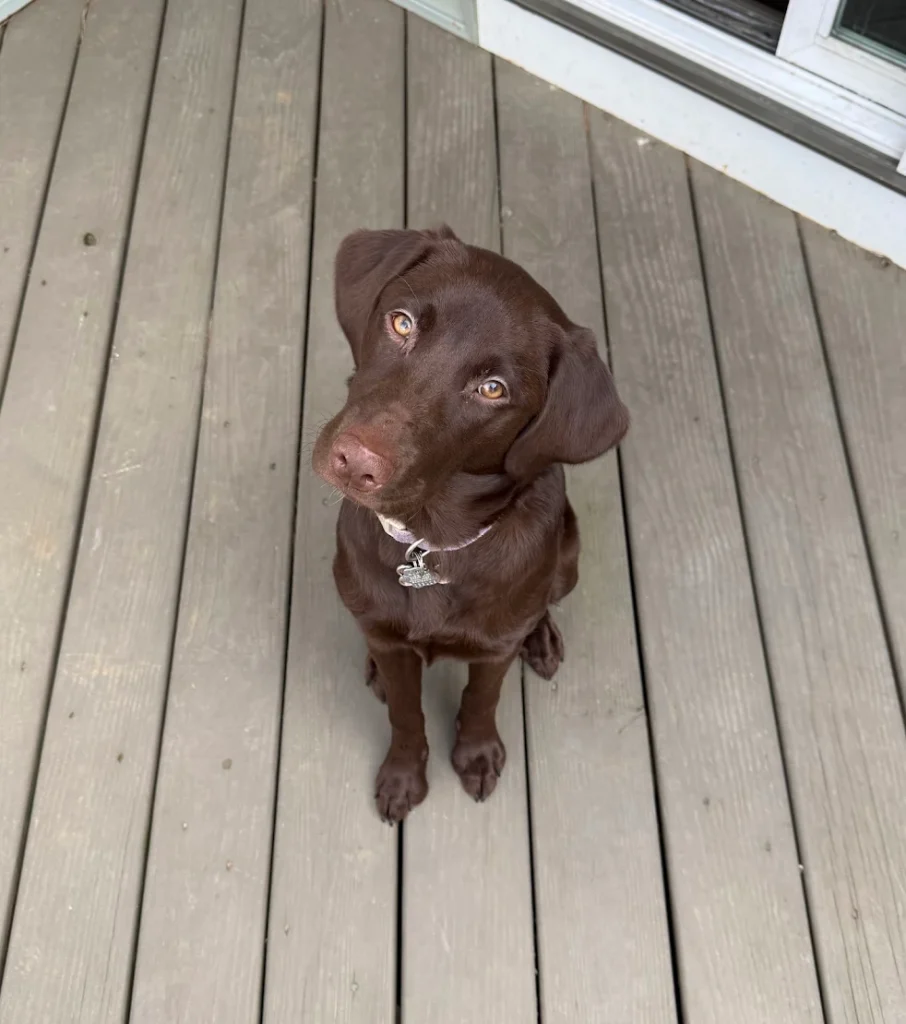 Millie, a 6-month-old Chocolate Lab, improved obedience, leash manners, and responsiveness in Richmond, VA.