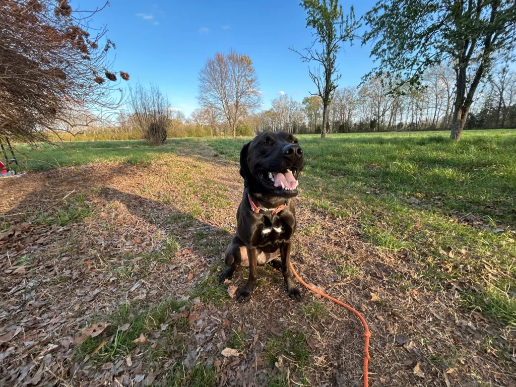 Nellie practicing leash manners and obedience in Richmond, VA