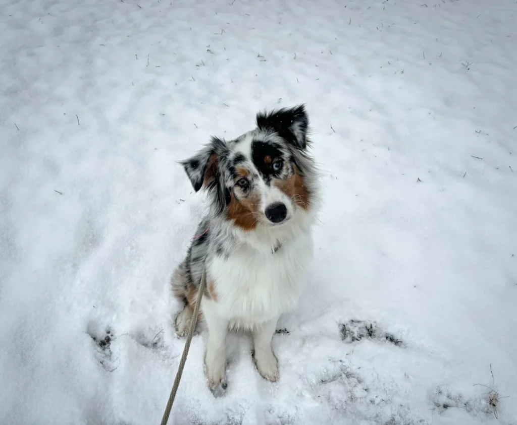 Winter, a 1-year-old Australian Shepherd, improved obedience, impulse control, and leash manners in Richmond, VA.