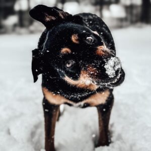 Dog training Laurel VA for a Rottweiler playing in snow