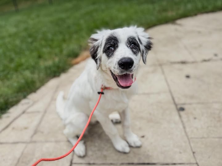 Darla Ann Builds Better Puppy Manners in Richmond, VA