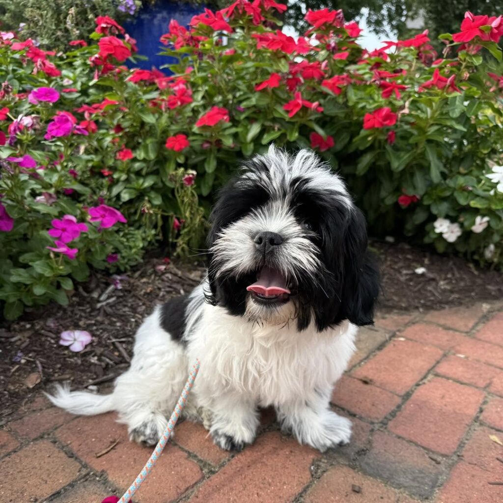 Leroy building puppy confidence during training in Richmond, VA